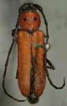  Tylosis oculatus