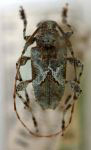 Alcathousiella polyrhaphoides