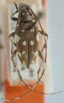 Alcidion albosparsus