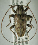 Alcidion dominicum