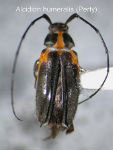 Alcidion humeralis