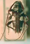 Alcidion ludicrum