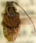 Alphinellus carinipennis