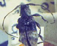 Alphinellus gibbicollis