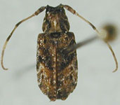 Alphinellus subcornutus