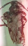 Anisopodus batesi