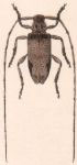Anisopodus brevis