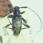 Anisopodus degener