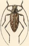 Anisopodus dispar