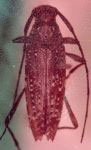 Anisopodus elongatus
