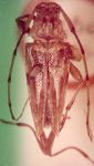 Anisopodus hamaticollis