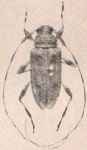 Anisopodus latus