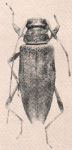Anisopodus puncticollis