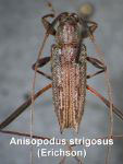 Anisopodus strigosus