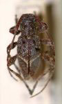 Apteralcidion lapierrei