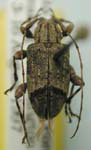 Astylopsis fascipennis