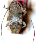 Atrypanius albocinctus