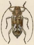 Atrypanius conspersus