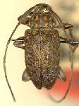 Atrypanius irrorellus