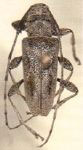 Canidia chemsaki