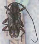 Carphina lignicolor