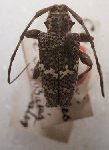 Catharesthes elegans