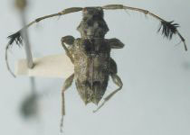 Cosmotoma viridana