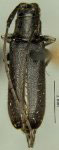 Dectes nigripilus