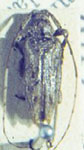 Eleothinus longulus