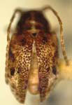 Eugamandus flavipes