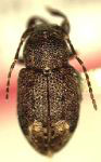 Eugamandus ricarti