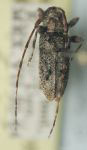 Eutrichillus brevipilus