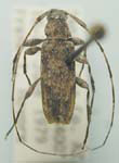 Eutrichillus neomexicanus