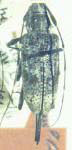 Granastyochus nigropunctatus