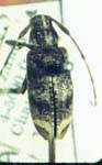 Granastyochus picticauda