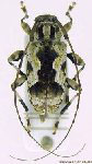 Hamatastus excelsus