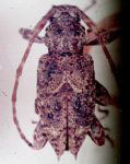 Idephrynus scaber