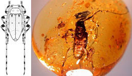 Kallyntrosternidius bucarensis