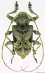 Lagocheirus araneiformis fulvescens