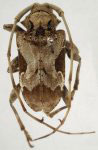 Lagocheirus araneiformis guadeloupensis