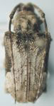 Lagocheirus cristulatus