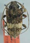 Lagocheirus kathleenae