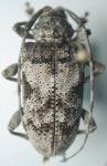 Lagocheirus lugubris