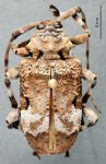 Lagocheirus mecotrochanter