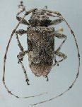 Lagocheirus procerus