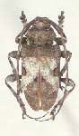 Lagocheirus wenzeli