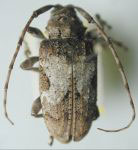 Lagocheirus xileuco