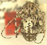 Leptostylopsis atromaculatus