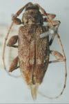 Leptostylopsis bidentatus