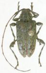 Leptostylopsis chlorescens